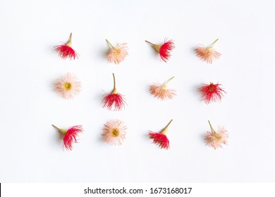 Australian Native Eucalyptus Tree Flowering Gun Nuts In Beautiful Reds And Pinks, Photographed From Above On A White Background.