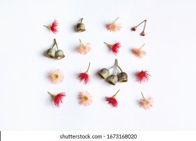 Australian Native Eucalyptus Tree Gum Nuts And Flowering Gun Nuts In Beautiful Reds And Pinks, Photographed From Above On A White Background. 