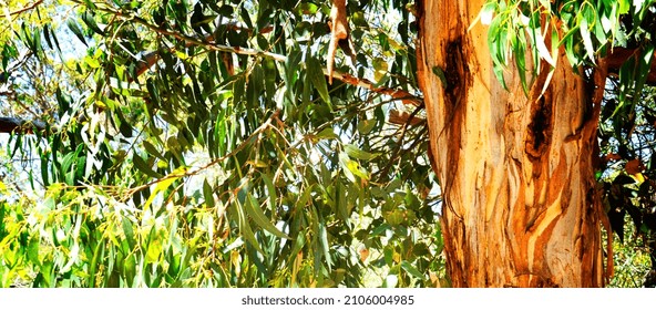 Australian native eucaplytus gum tree framing natural bush setting on summer day in Belair, South Australia. Sized to fit popular social media and web banner placeholder.