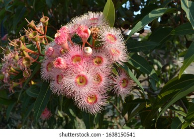 Australian Native Flora Gum Nuts And Pink Blossoms Leaves And Blue Sky 