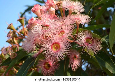 Australian Native Flora Gum Nuts And Pink Blossoms Leaves And Blue Sky 