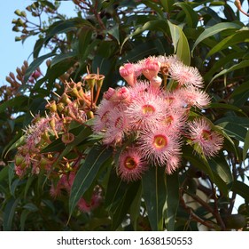 Australian native flora gum nuts and pink blossoms leaves and blue sky  - Powered by Shutterstock