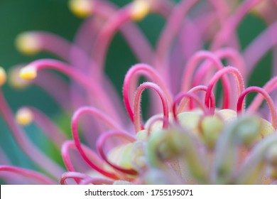 Australian native flower pink grevillea.