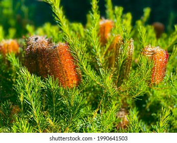 Australian Native Flowers - Banksia Coccinea