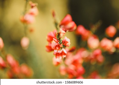 Australian Native Garden, Waterwise, Drought Tolerant, Pink Flowers