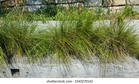 Australian Native Grasses In Garden Bed With Wooden Sleeper Border