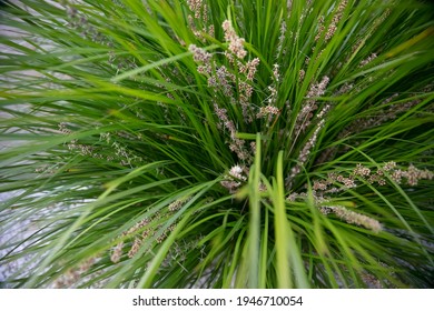 TÌNH YÊU CÂY CỎ ĐV4 - Page 87 Australian-native-green-lomandra-longifolia-260nw-1946710054