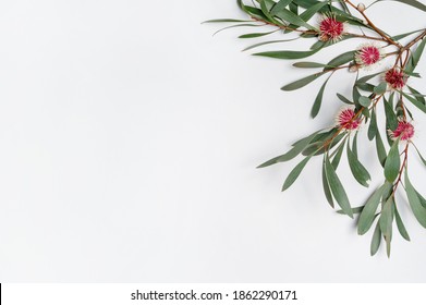 Australian Native Hakea Leaves And Flowers On A White Wooden Background Photographed From Above. Composition Frames The Blank Space To Allow For Copy.