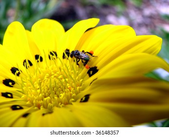 Australian Native Honey Bee