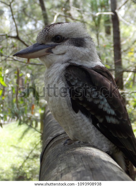 Australian Native Kookaburra\
