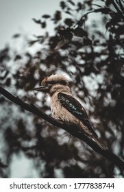 Australian Native Kookaburra In Gumtree