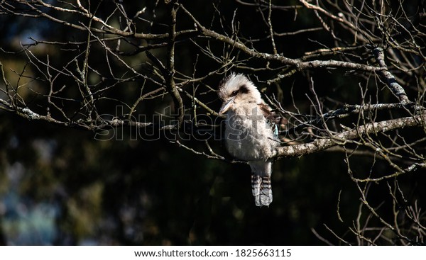 Australian native laughing kookaburra\
kingfisher bird resting on tree branch in\
sunlight