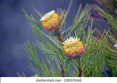 Isopogon Anethifolius Images, Stock Photos & Vectors  Shutterstock