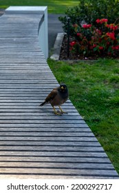  Australian Native Noisy Miner Bird Standing On Wooden Plank Walkway