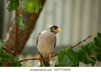 Australian native noisy miner bird perched on a tree in the garden