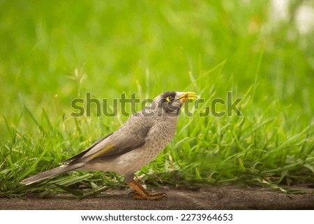 Australian native noisy miner bird feeding on a loaf of bird in the backyard