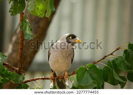 Australian native noisy miner bird perched on a tree in the garden