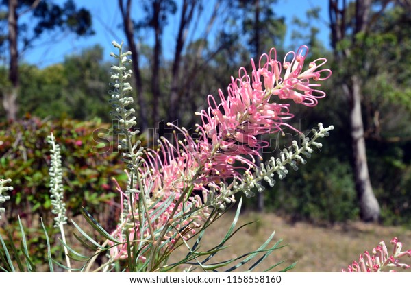 オーストラリア原産のピンクのグレビレアの花と芽 シルビア品種 プロテア科 の写真素材 今すぐ編集