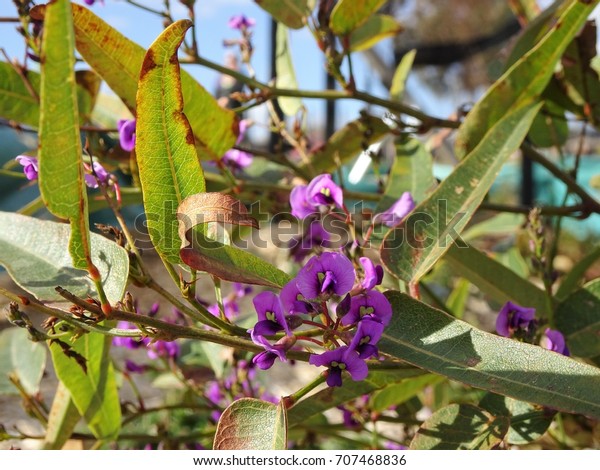 Australian Native Plant - (Hardenbergia\
Violacea) \'Happy\
Wanderer\'