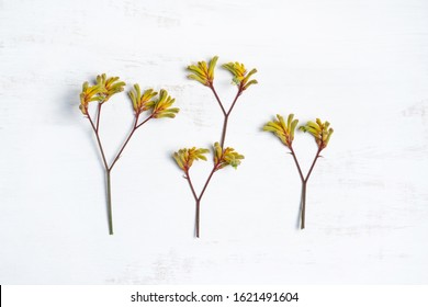 Australian native plant Kangaroo paw photographed from above on a rustic white background.