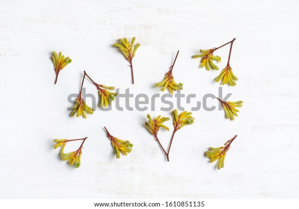 Australian native plant Kangaroo paw
photographed from above on a rustic white
background.