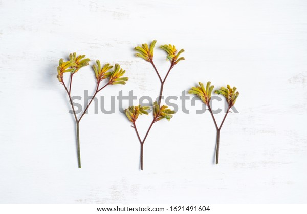 Australian native plant Kangaroo paw\
photographed from above on a rustic white\
background.