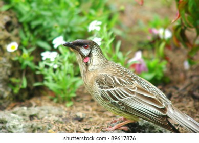 Australian Native Red Wattle Bird In The Garden