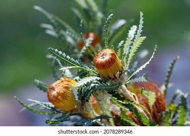 Australian Native Showy Dryandra Inflorescence, Banksia Formosa, Family Proteaceae. Endemic To Southwest Western Australia. Formerly Dryandra Formosa. Used As Cut Flowers In Floriculture Industry