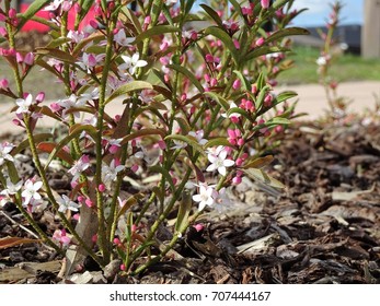 Australian Native Shrub (Philotheca Myoporoides) Ruby Cascade – Wax Flower