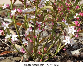 Australian Native Shrub (Philotheca Myoporoides) Ruby Cascade – Wax Flower