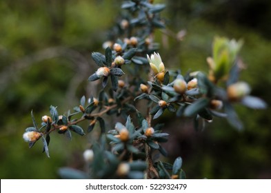 Australian Native Shrub Tea Tree Leptospermum Buds And Flowers