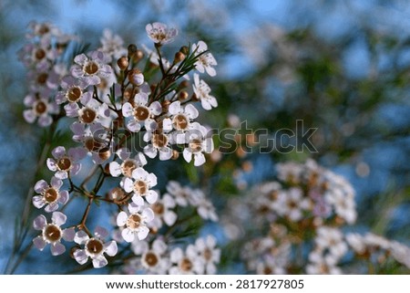 Australian native spring background of pink white Geraldton Wax flowers, Chamelaucium uncinatum, family Myrtaceae. Endemic to Western Australia. Winter and spring flowering.