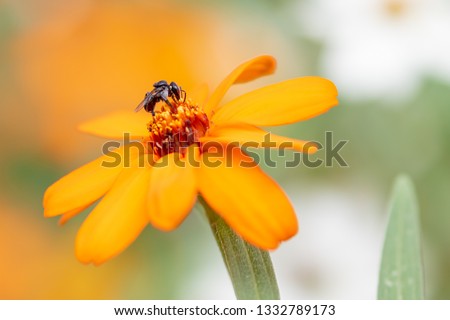 Australian native stingless bee