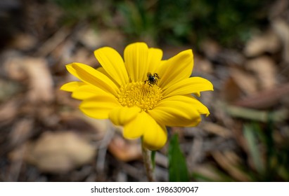 Australian Native Stingless Bee On Daisy