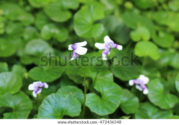 Australian Native Violet Flower Ivy Leaved Royalty Free Stock Image