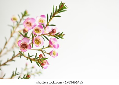 Australian native wild flower pastel pink Geraldton Wax chameleucium uncinatum isolated on white background, violet floral background