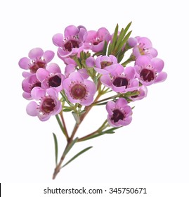 Wax Flower Images Stock Photos Vectors Shutterstock