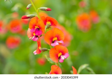 Australian Native Wildflower Chorizema Cordatum