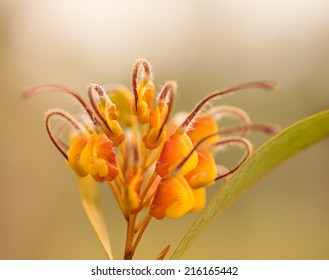  Australian Native Wildflower Grevillea Venusta Growing In Garden