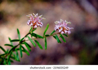 Australian Native Wildflowers - Grevillea Sericea, Commonly Know As Silky Grevillea Or Spider Flowers, Seen Growing In The Blue Mountains National Park In NSW Australia. Pink Blossoms And Green Leaves