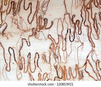 Australian Nature Background Of Eucalyptus Gumtree Bark