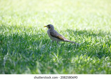 Australian Noisy Miner Bird Walking In Green Grass During Spring Time