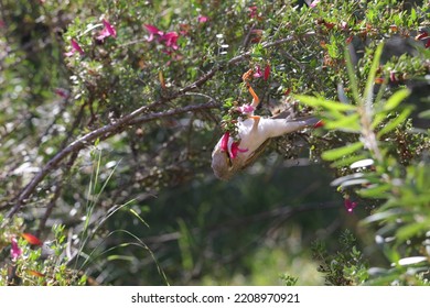 Australian Noisy Miner In Eremophila