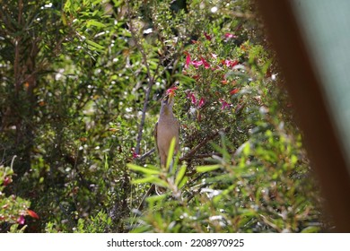 Australian Noisy Miner In Eremophila