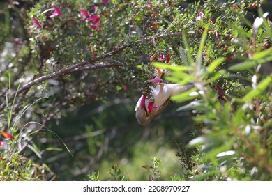 Australian Noisy Miner In Eremophila