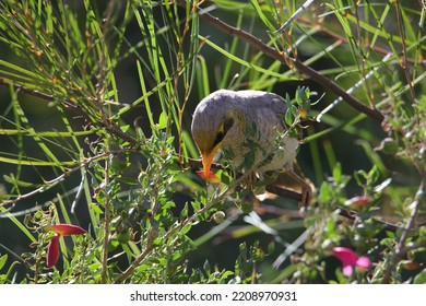 Australian Noisy Miner In Eremophila