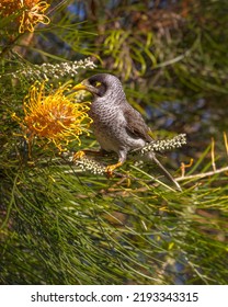 Australian Noisy Miner Feeding On A Orange Grevillea