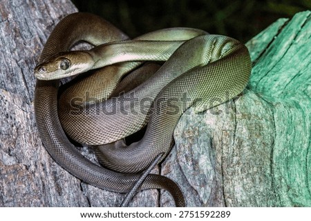Australian Olive Python curled up in tree fork