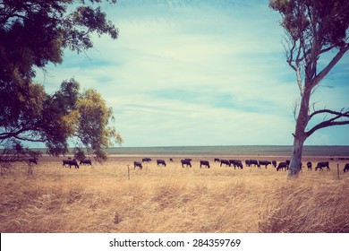 Australian Outback bush desert arid dry country Australia fence cattle gum tree