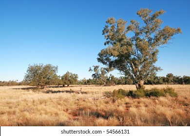 Australian Outback Landscape With An Emu Walking Through The Long Dry Grass.